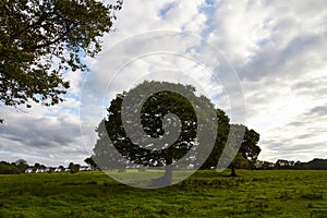 Field,tree and cloudy sky