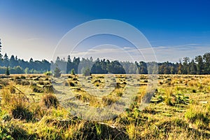 National Park Dwingelderveld field with trunks photo
