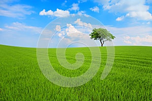 Field with tree under blue sky