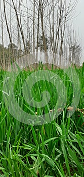 Field tree of the wheat firstly teen age photo