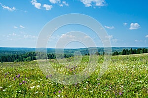 Field and trees