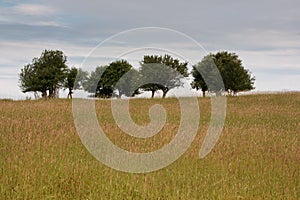 Field And Trees