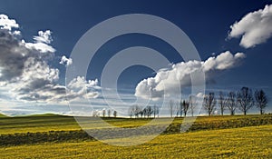 Field with trees and blue sky