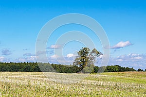 Field with trees on the island of Kampenwerder in the lake Schaalsee, Germany