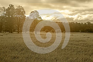 Field with trees in sepia tone wanderlust dreamscape scenery wit