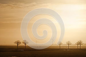 Field with trees and windmills on the horizon in the morning.