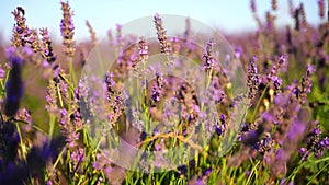 Field trip of lavender plants