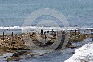 Field trip at Tide pools