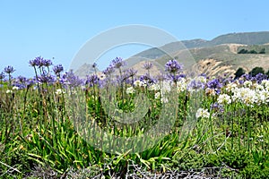 A field of Triteleia laxa