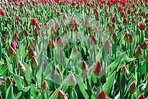 Field of tulip buds, photo green-red, front view