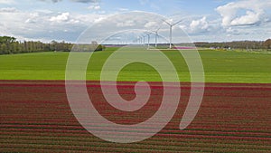 Field with tulip flowers and windmill park in the Netherlands