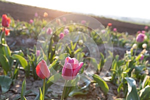 Field of tulipas for pick yourself