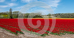 A field of tulips