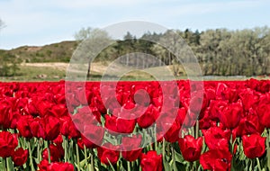 A field of tulips