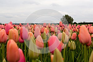 Field of tulips