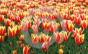 Field of tulips