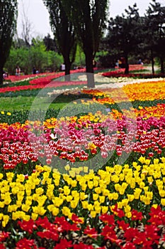 field of tulips