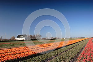 Field of tulips