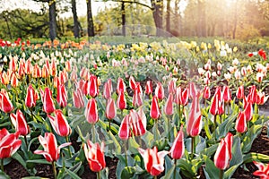 A Field of tulips