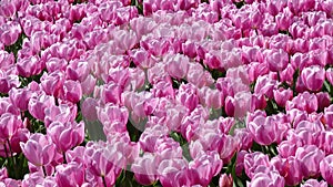 Field of tulips in Bloemendaal lying in the bulb region of the Netherlands.