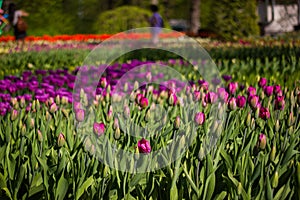 Field of tulips close-up with bokeh