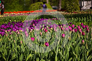 Field of tulips close-up with bokeh