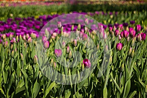 Field of tulips close-up with bokeh