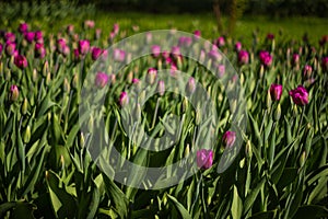 Field of tulips close-up with bokeh