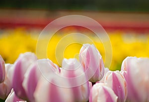 Field of tulips close up photo