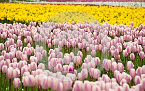Field of tulips close up photo