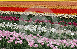 Flowerfields in rainbow colors, flowerculture in Dutch Noordoostpolder,Netherlands