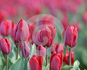 Field with tulips from Holland