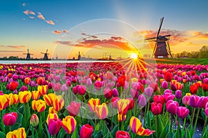 A field of tulips with a large windmill in the background