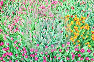 Field of tulips, natural colorful background