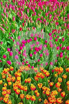 Field of tulips, natural colorful background, selective focus