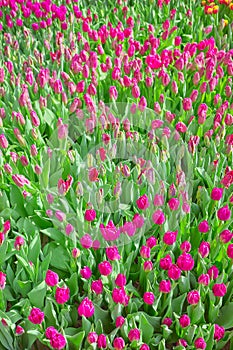 Field of tulips, natural colorful background, selective focus