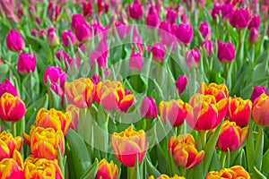 Field of tulips, natural colorful background, selective focus