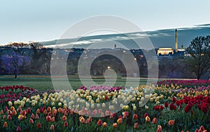 Field of Tulips Overlooking Washington DC at Daybreak