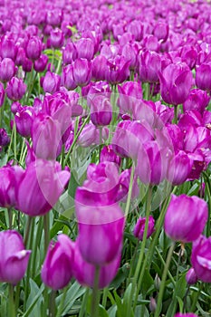 Z tulipány 
