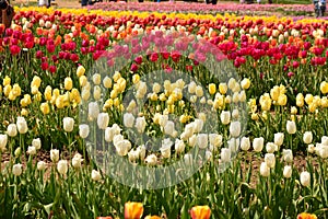 Field of Tulips in spring in multicolors