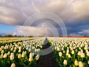 A field of tulips during storm, Netherlands. Agriculture in Holland. Rows on the field.