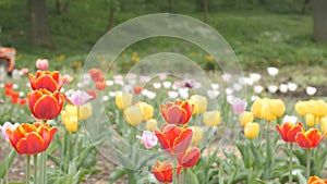 Field of Tulips with Tractor