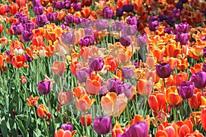 Field of Tulips photo