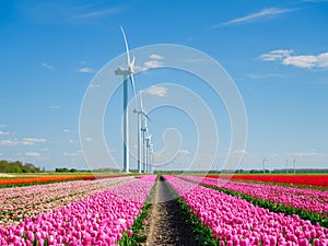Field with tulips and wind turbines. A wind generator in a field in the Netherlands. Green energy production