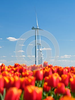 Field with tulips and wind turbines. A wind generator in a field in the Netherlands. Green energy production.