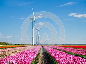 Field with tulips and wind turbines. A wind generator in a field in the Netherlands. Green energy production.