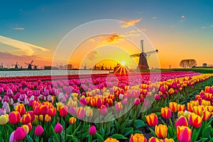 A field of tulips with a windmill in the background