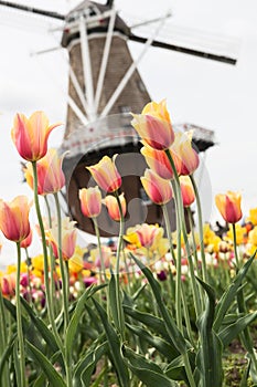 Field of Tulips and Windmill Holland Michigan