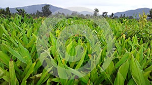 Turmeric plants