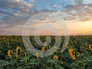 Field of turned sunflowers against the backdrop of sunset and clouds in the evening